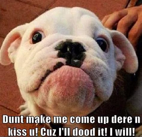 23 Great Bulldog Memes To Zone Out On Bullie Post