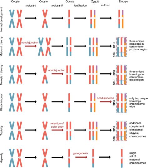 Chromosome Abnormalities List