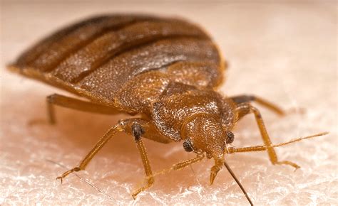How Long Can Bed Bugs Live Without Oxygen Pest Phobia