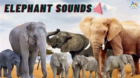 Elephant Sounds Learn Trumpeting Rumbling And Roaring Sound Of