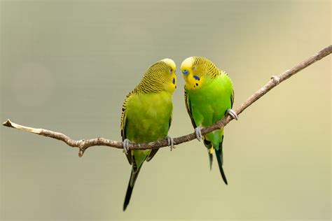Parakeets Kissing Eric Kilby Flickr