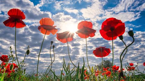 City Of Brantford Announces Modified Plans For Remembrance Day 2020