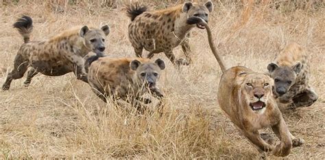 Survival Of The Fittest Hyenas Fierce Adversaries Of Jungle King