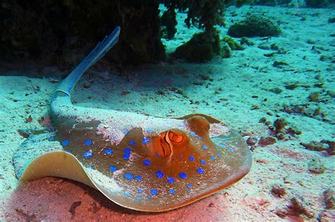 25 Interesting Facts About Stingrays Wildlife Informer