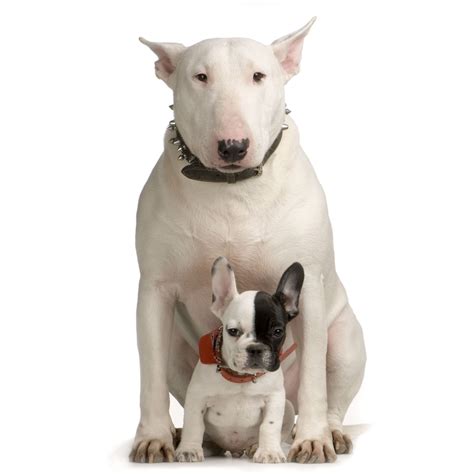 Bull Terrier And French Bulldog Bull Terrier Dog Bull Terrier