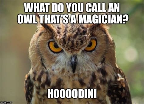 Image Tagged In Owlpuns Imgflip