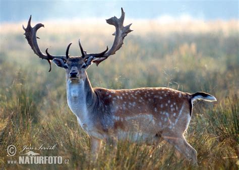 Dama Dama Pictures Fallow Deer Images Nature Wildlife Photos
