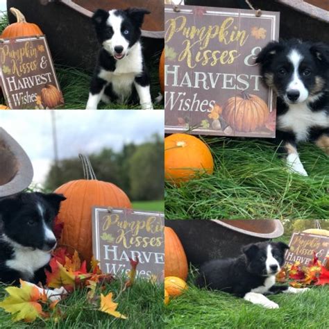 Things like bloodlines, genetics, and physical attributes will influence the. Border Collie puppy dog for sale in Clinton, Wisconsin