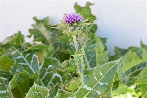 How To Identify And Remove Milk Thistle
