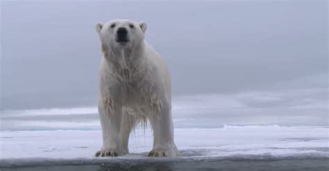 This Polar Bear Is Basically A Real Life Ninja The