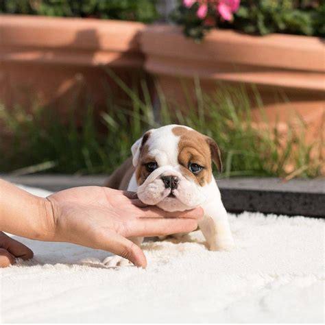 47 English Bulldog Teacup Puppies For Sale Picture Bleumoonproductions