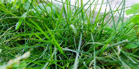 Grass is a monocotyledon plant, herbaceous plants with narrow leaves growing from the base. Bermuda Grass - Greenlife Crop Protection Africa