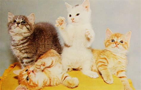 Ces chatons qui jouent ensemble sont trop cute. Beaux petits chatons. | Animaux, Petit chaton, Animaux ...