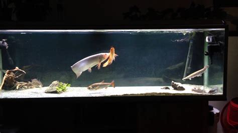 Predatory Fish Tank Youtube