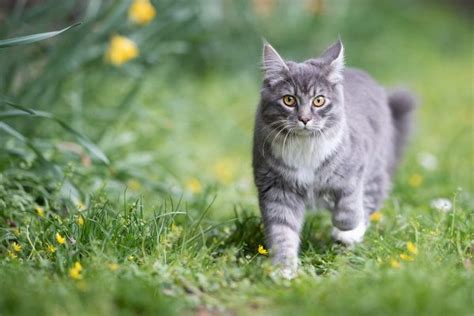 Hallo zusammen ich hab folgendes problem. Katzen mit Freigang | VTG Tiergesundheit