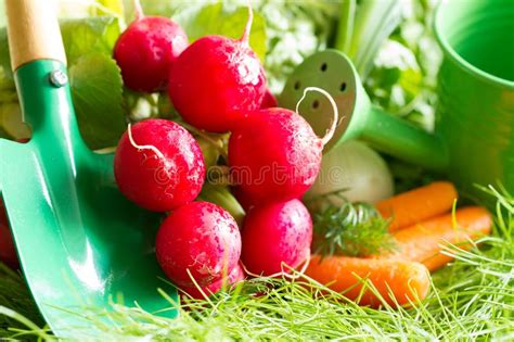 Spring Raw Fresh Organic Vegetables Harvesting In The Garden Stock