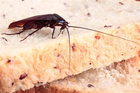 Cockroach Exterminator Roach Removal Pest Control Dallas Abracadabra