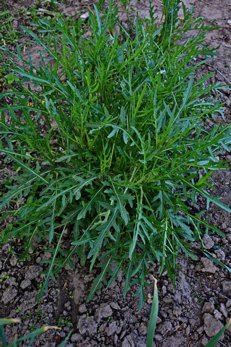 Arugula Wild Rocket Growing In Organic Vegetable Garden Stock Photo