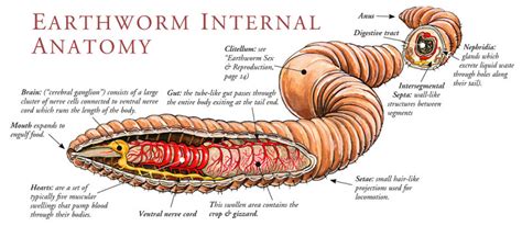 Earthworm Internal Anatomy Scientific Illustration
