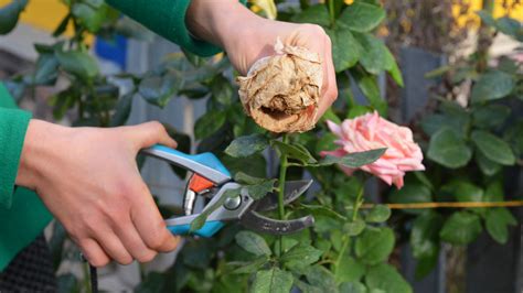 How To Deadhead Roses To Keep Them Blooming Toms Guide