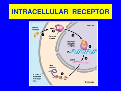Ppt The Principle Of Cell Signaling Powerpoint Presentation Free