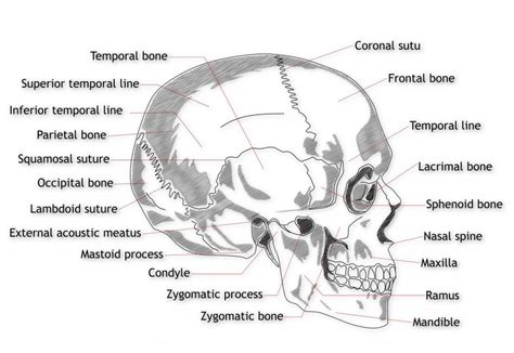 What Is The Zygomatic Bone With Pictures