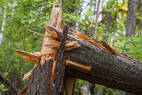 104 likes · 1 talking about this. Storm Damage Repair | Princeton, NJ | Timberland Tree Service