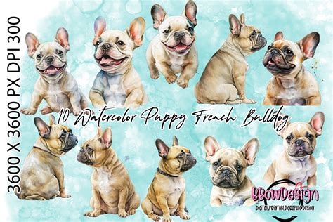 10 Watercolor French Bulldog Puppy Png Graphic By Bbowdesign · Creative
