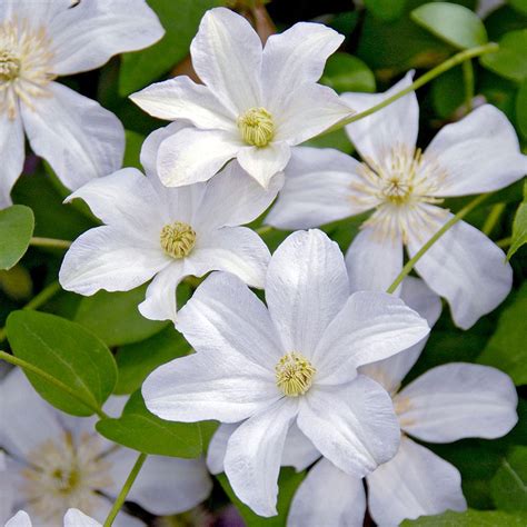 X jackmanii, 'perle d'azur', 'royal velours', and 'duchess of albany'. Clematis viticella 'Huldine' | Mirror Garden