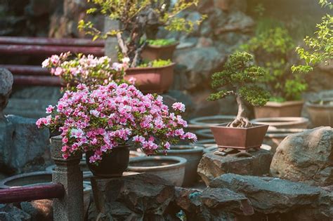 Maybe you would like to learn more about one of these? 9 Best Plants for a Japanese Garden (with Pictures & Care ...