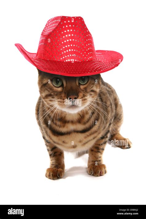 Rosetted Bengal Cat With Cowboy Hat Studio Cutout Stock Photo Alamy