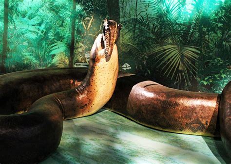 Titanoboa The Largest Snake That Ever Lived Jinzo X