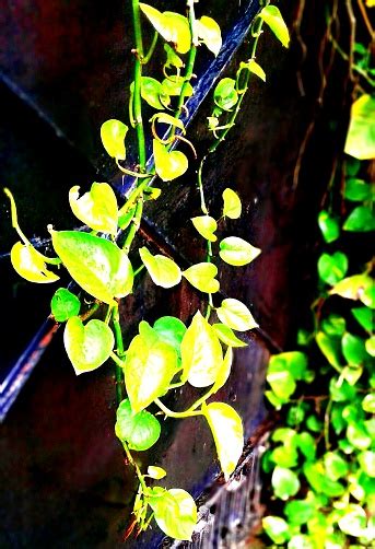 A Money Plant Climber Stock Photo Download Image Now Backgrounds