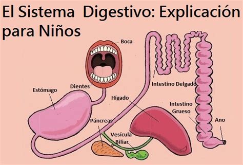 Sistema Digestivo Para Niños Preparaniñ