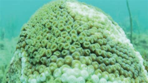 Florida Coral Disease Most Extensive Ever Scientist Says The Weather