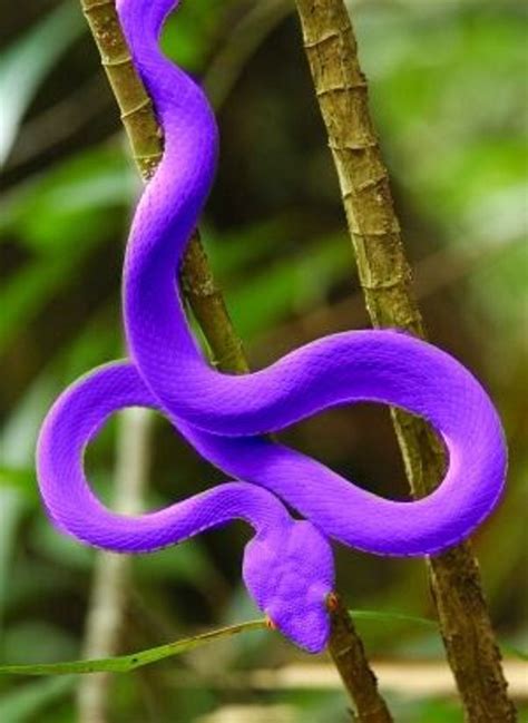 Pin By Jakky Genova On Lilav Rainforest Animals Snake Animals Beautiful