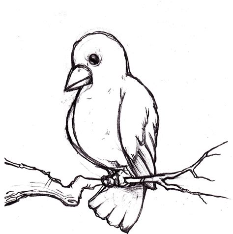 Simple Sparrow Drawing At Getdrawings Free Download