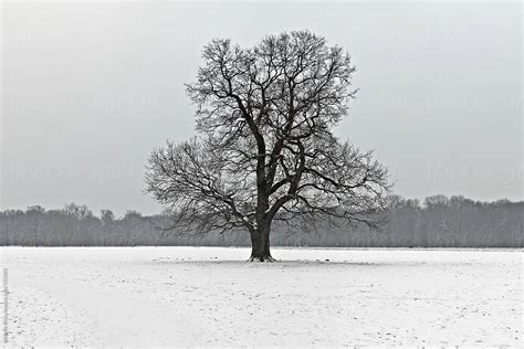 Panoramic Image Of A Majestic Oak Tree In Winter Del Colaborador De