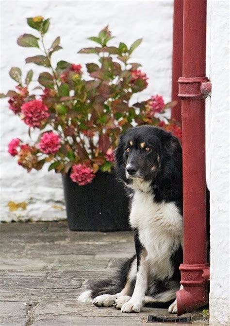 Welsh Sheepdog Welsh Sheepdog Photography Gallery Animals