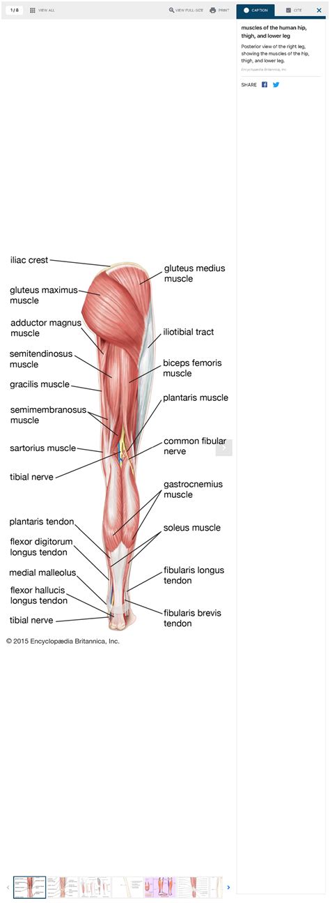 Leg Definition Bones Muscles And Facts Britannica Home Quizzes And Games History And Society