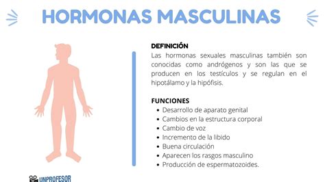 cuáles son las hormonas masculinas y su función