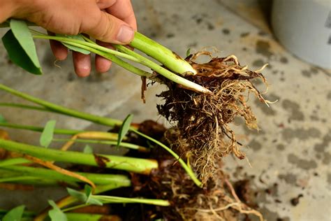 Usually, it has white flesh covered with brown skin. Taro (Colocasia esculenta) | Tropical Self Sufficiency