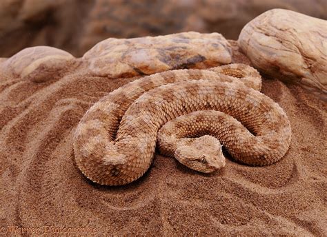 Horned Viper Coiled Photo Wp08633