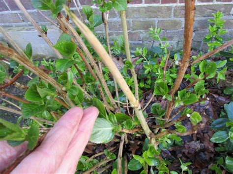 De pluimhortensia kun je in tegenstelling tot de meeste andere hortensia's in het voorjaar goed terugsnoeien. Hortensia snoeien: een stappenplan