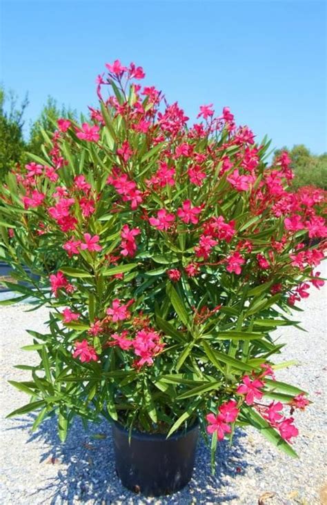 Nerium Oleander