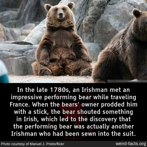 In The Late 178Qs An Irishman Met An Impressive Performing Bear While
