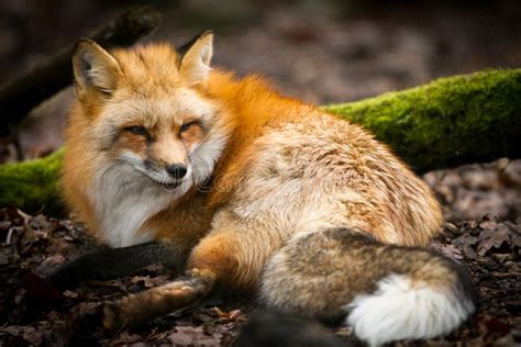 red fox lying in the forest stock image image of park background 163753361