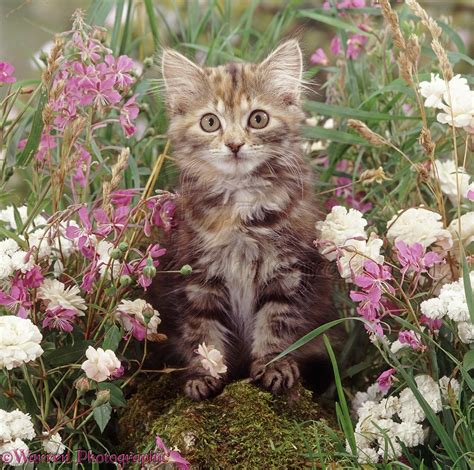 Fluffy Tabby Kitten Among Pink And White Flowers Photo Wp38762