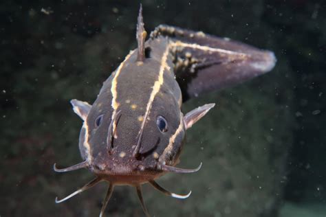 Striped Catfish Characteristics Habitat Care And More