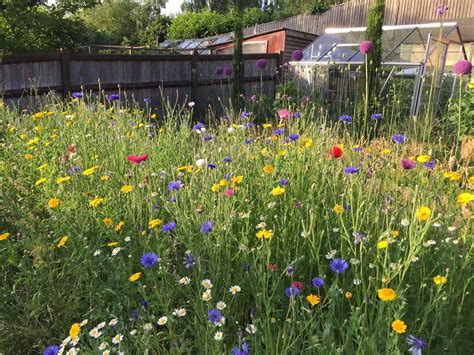 Mixed Perennial And Wildflower Meadow Planting Grow Like Grandad